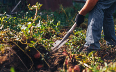 How Landscaping Can Add Curb Appeal To Your Home?